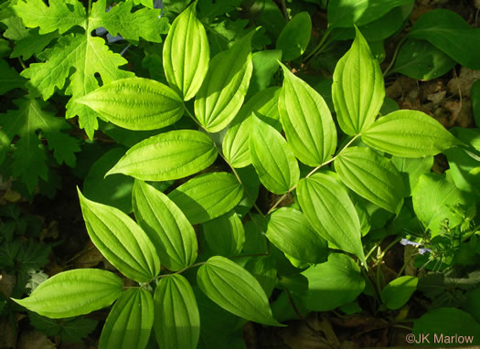 image of Prosartes lanuginosa, Yellow Mandarin, Yellow Fairybells