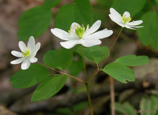 image of Thalictrum thalictroides, Windflower, Rue-anemone