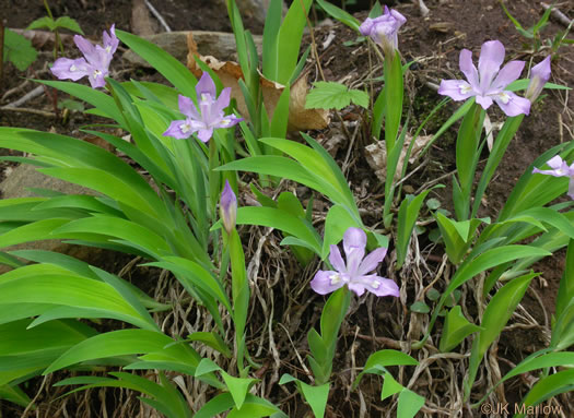 image of Iris cristata, Dwarf Crested Iris