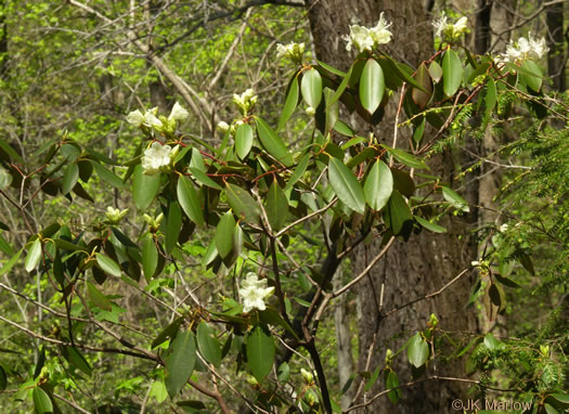 image of Rhododendron carolinianum, Carolina Rhododendron, Punctatum