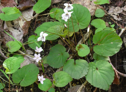 image of Viola blanda, Sweet White Violet