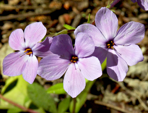 image of Phlox stolonifera, Creeping Phlox