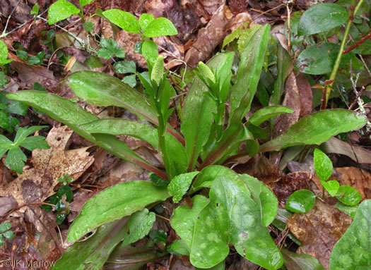 image of Chamaelirium luteum, Fairywand, Devil's Bit