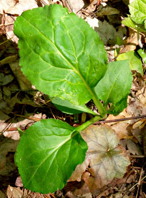 image of Solidago faucibus, Gorge Goldenrod