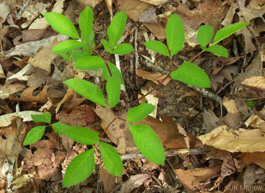 image of Ligusticum canadense, American Lovage