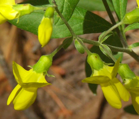 image of Thermopsis mollis, Appalachian Golden-banner, Allegheny Mountain Golden-banner, Bush Pea