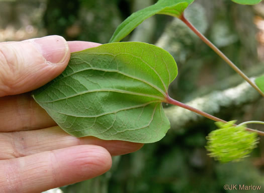 image of Smilax biltmoreana, Biltmore Carrionflower