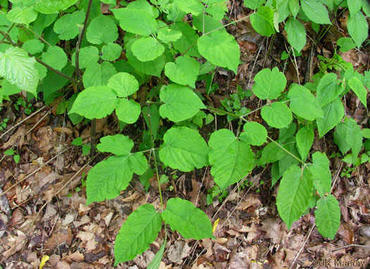 image of Aralia racemosa, Spikenard, Hungry-root