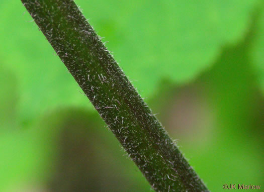 image of Aralia racemosa, Spikenard, Hungry-root