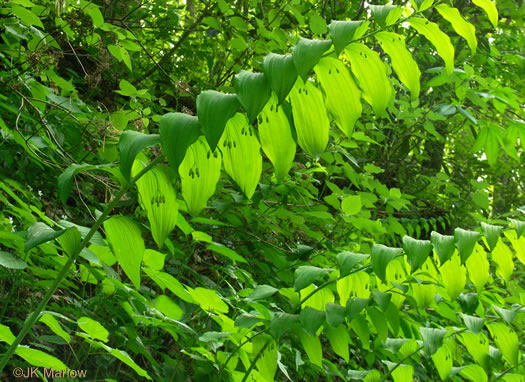 image of Polygonatum biflorum +, Smooth Solomon's Seal