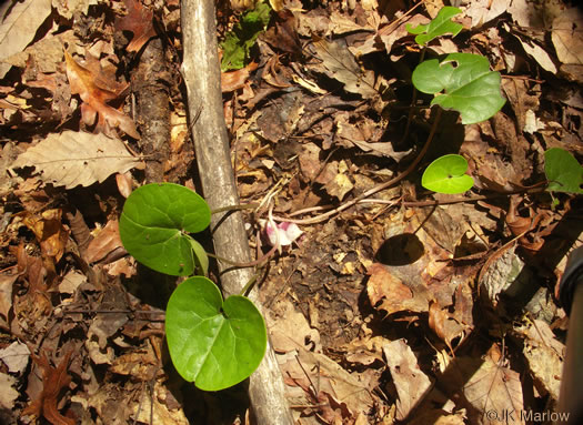 French Broad Heartleaf