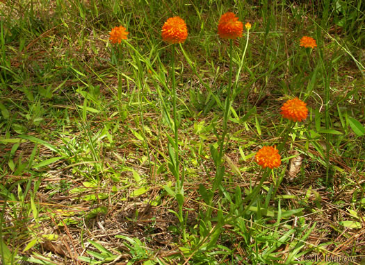 image of Polygala lutea, Orange Milkwort, Red-hot-poker, Candyroot, Yellow Bachelor's-buttons