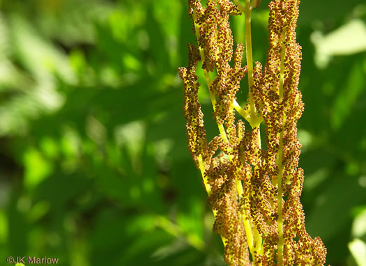 image of Osmunda spectabilis, American Royal Fern