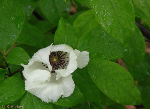 image of Stewartia malacodendron, Silky Camellia, Virginia Stewartia, Stewartia