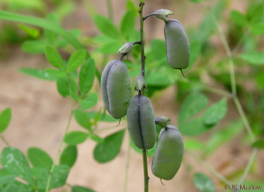 image of Baptisia alba, Thick-pod White Wild Indigo