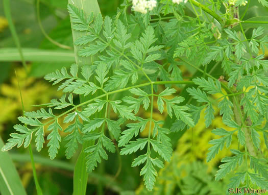 image of Conium maculatum, Poison-hemlock