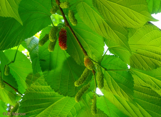 image of Morus rubra, Red Mulberry