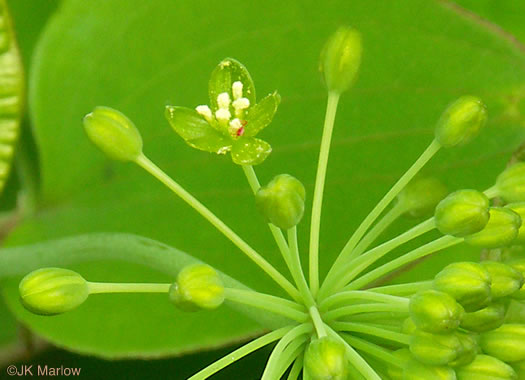 image of Smilax herbacea, Common Carrionflower, Smooth Carrionflower