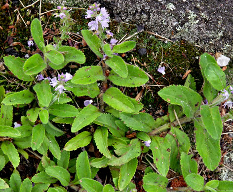 image of Veronica officinalis, Common Speedwell, Gypsyweed, Heath Speedwell