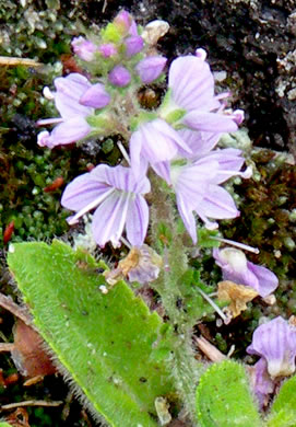 image of Veronica officinalis, Common Speedwell, Gypsyweed, Heath Speedwell