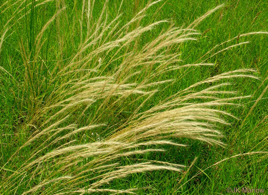 image of Festuca myuros, Rat-tail Fescue