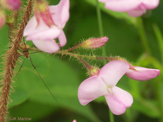 image of Robinia hispida var. hispida, Common Bristly Locust