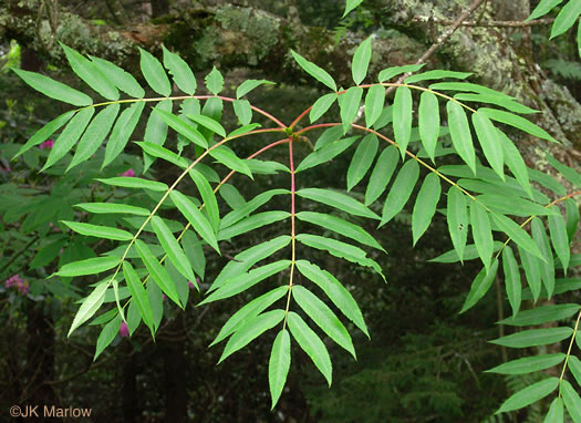 image of Sorbus americana, American Mountain-ash, American Rowan