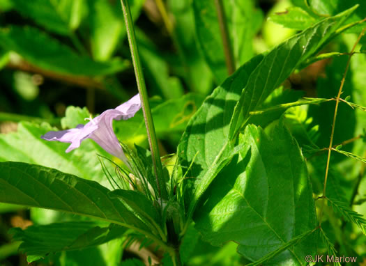 image of Ruellia caroliniensis, Carolina Wild-petunia, Common Wild-petunia, Hairy Ruellia