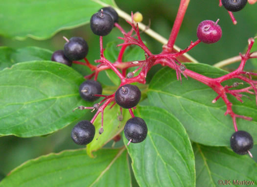 image of Swida alternifolia, Alternate-leaf Dogwood, Pagoda Dogwood, Pagoda Cornel