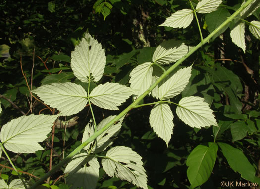 image of Rubus occidentalis, Black Raspberry, Blackcap