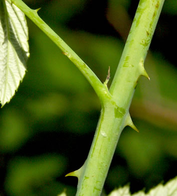 image of Rubus occidentalis, Black Raspberry, Blackcap