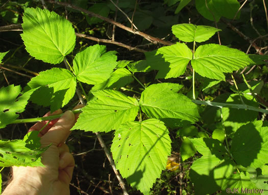 image of Rubus occidentalis, Black Raspberry, Blackcap