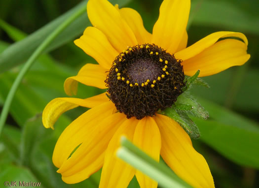 image of Rudbeckia hirta var. hirta, Woodland Black-eyed Susan