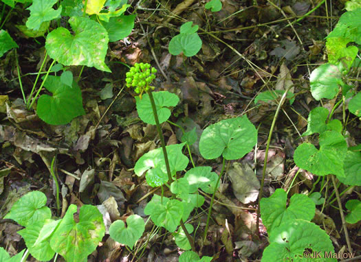 image of Allium tricoccum, Red Ramps, Rampscallions, Wild Leek