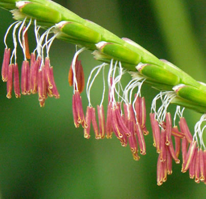 image of Tripsacum dactyloides var. dactyloides, Gama Grass, Eastern Gamagrass