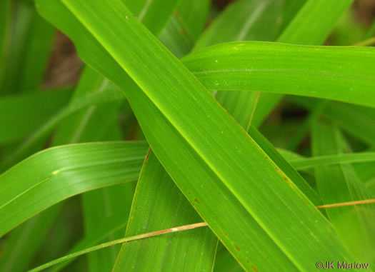 image of Tripsacum dactyloides var. dactyloides, Gama Grass, Eastern Gamagrass