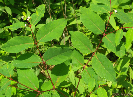 image of Apocynum androsaemifolium, Spreading Dogbane