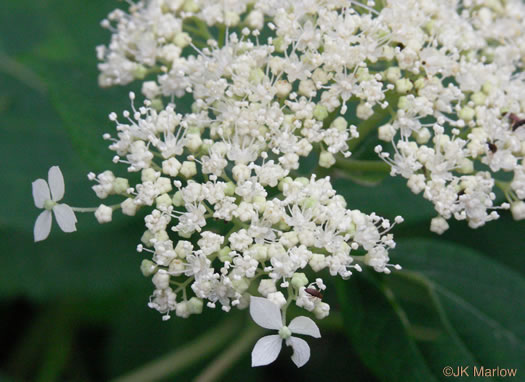 image of Hydrangea arborescens, Smooth Hydrangea, Sevenbark, Northern Wild Hydrangea