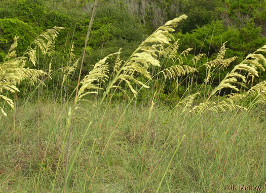 image of Uniola paniculata, Sea Oats