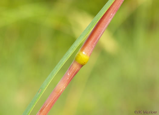 image of Uniola paniculata, Sea Oats