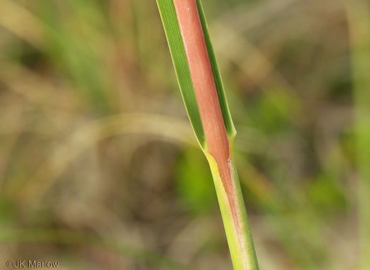 image of Uniola paniculata, Sea Oats