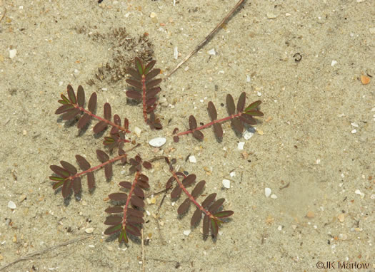 image of Euphorbia polygonifolia, Dune Spurge, Northern Seaside Spurge, Northern Sandmat