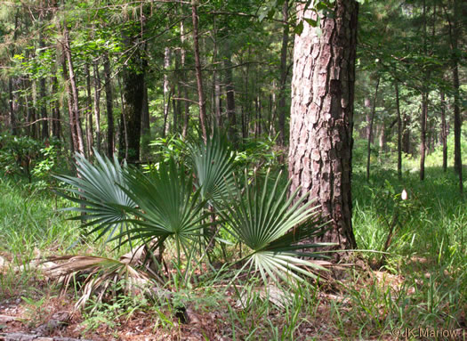 image of Sabal minor, Dwarf Palmetto, Bush Palmetto, Dwarf Blue Palmetto, Bluestem Palmetto