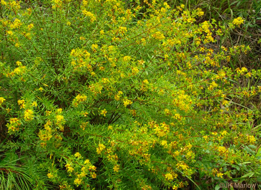 image of Hypericum galioides, bedstraw St. Johnswort