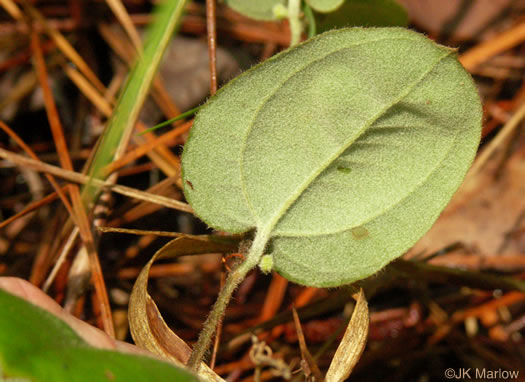 image of Smilax pumila, Dwarf Smilax, Sarsaparilla-vine