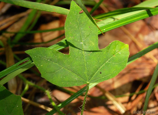 image of Cnidoscolus stimulosus, Spurge-nettle, Tread-softly, Bull-nettle, Finger-rot