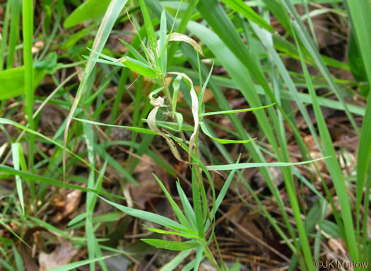 image of Dichanthelium oligosanthes, Few-flowered Witchgrass, Heller's Witchgrass