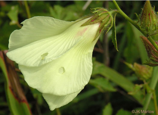 image of Hibiscus aculeatus, Savanna Hibiscus, Comfort-root, Pineland Hibiscus