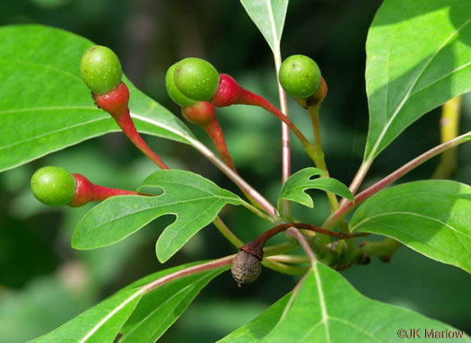 image of Sassafras albidum, Sassafras