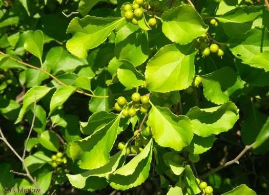 image of Celastrus orbiculatus, Oriental Bittersweet